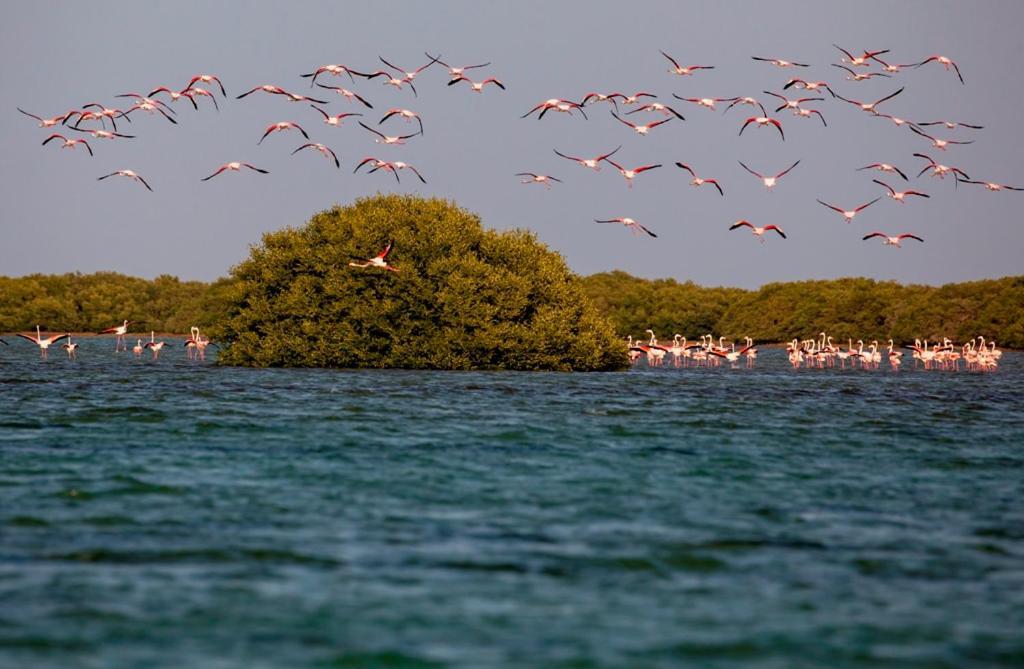 Flamingo Beach Hotel Umm al-Quwain Dış mekan fotoğraf