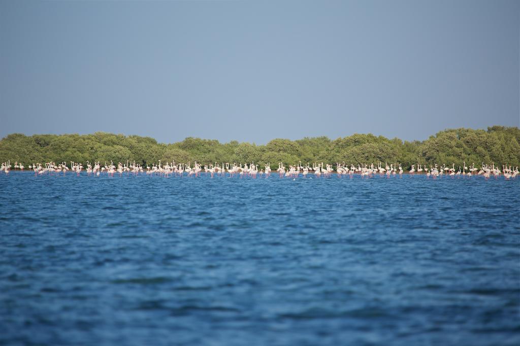 Flamingo Beach Hotel Umm al-Quwain Dış mekan fotoğraf